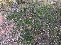 Dodonaea viscosa spatulata