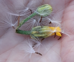 Crepis biennis
