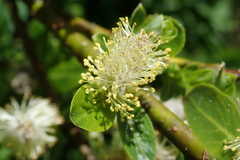 Salix waldsteiniana