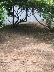 Dumetella carolinensis