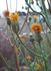 Crepis biennis