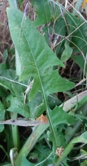 Crepis biennis