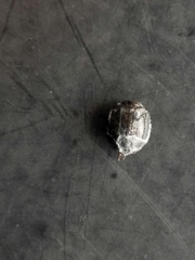 Germarostes globosus