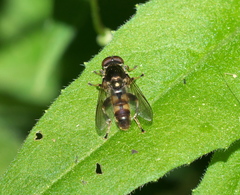 Chalcosyrphus anthreas