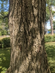 Acer rubrum