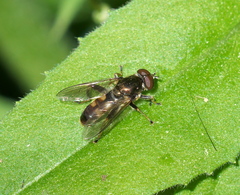 Chalcosyrphus anthreas