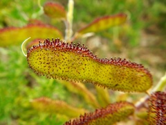 Adenocarpus hispanicus