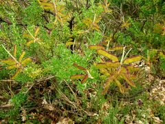 Adenocarpus hispanicus