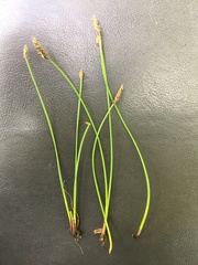 Eleocharis uniglumis
