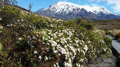 Pimelea buxifolia