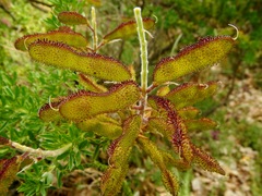 Adenocarpus hispanicus