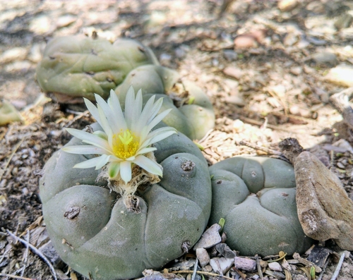 Lophophora diffusa