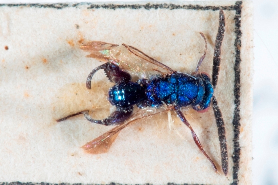 Chalcimerinae