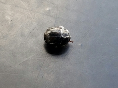 Germarostes globosus