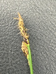 Eleocharis uniglumis