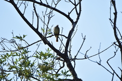 Myiodynastes luteiventris