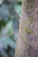 Draco melanopogon