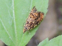 Dichrorampha leopardana