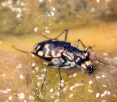 Cicindela haemorrhagica