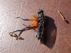 Chalcosyrphus vecors