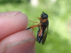 Chalcosyrphus vecors