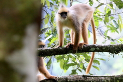 Sumatran Surili photo 5