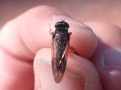 Chalcosyrphus vecors