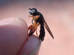 Chalcosyrphus vecors