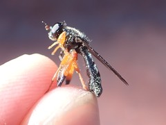 Chalcosyrphus vecors