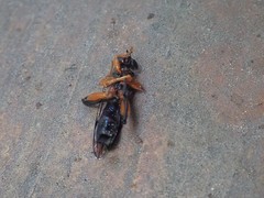 Chalcosyrphus vecors