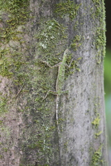 Draco melanopogon