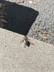 Diptera