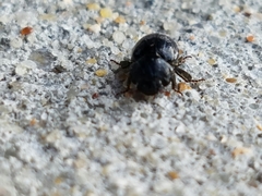Germarostes globosus