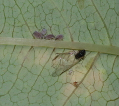 Aphis salicariae