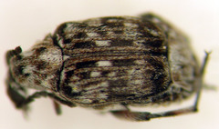 Neltumius arizonensis