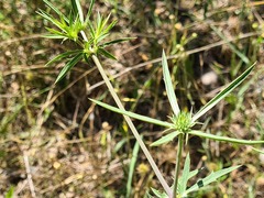 Eryngium caeruleum