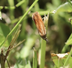Eucosma umbrastriana