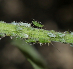 Macrosiphum tinctum