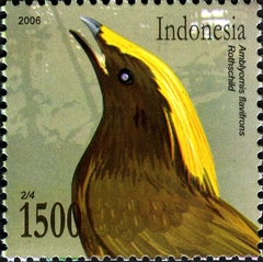 Golden-Fronted Bowerbird photo 3