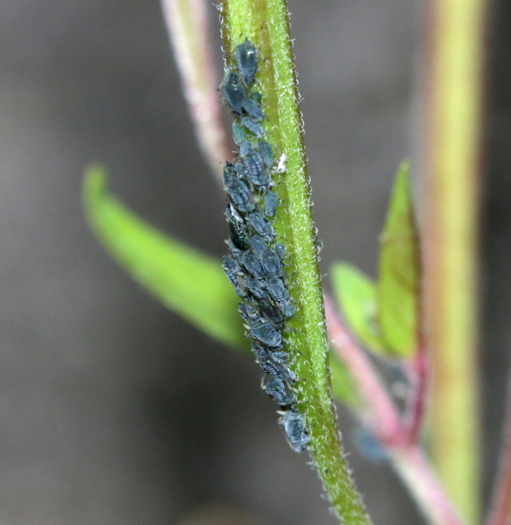 Willowherb aphid