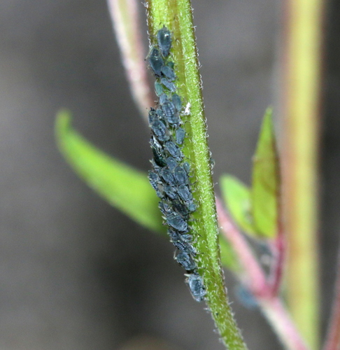 Willowherb aphid