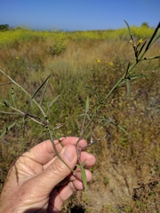 Sisymbrium orientale
