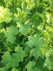 Alchemilla lindbergiana
