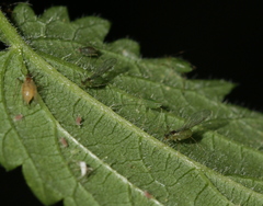 Microlophium carnosum
