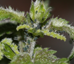 Aphis urticata