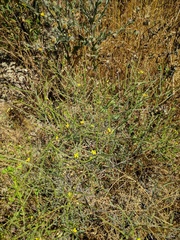 Sisymbrium orientale