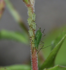 Macrosiphum tinctum