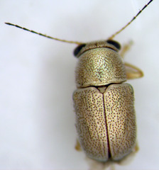 Pachybrachis jacobyi