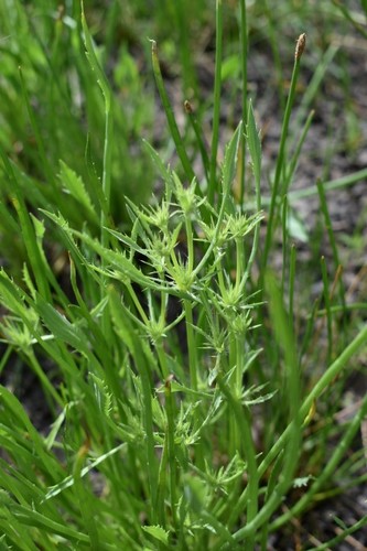 Image of Eryngium petiolatum by (c) Gail A Baker, some rights reserved (CC BY)