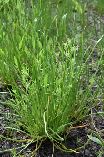 Image of Eryngium petiolatum by (c) Gail A Baker, some rights reserved (CC BY)